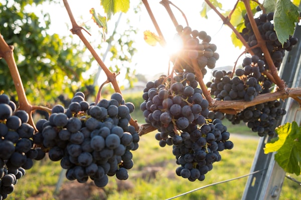 Organic Red Grapes (1 bunch)